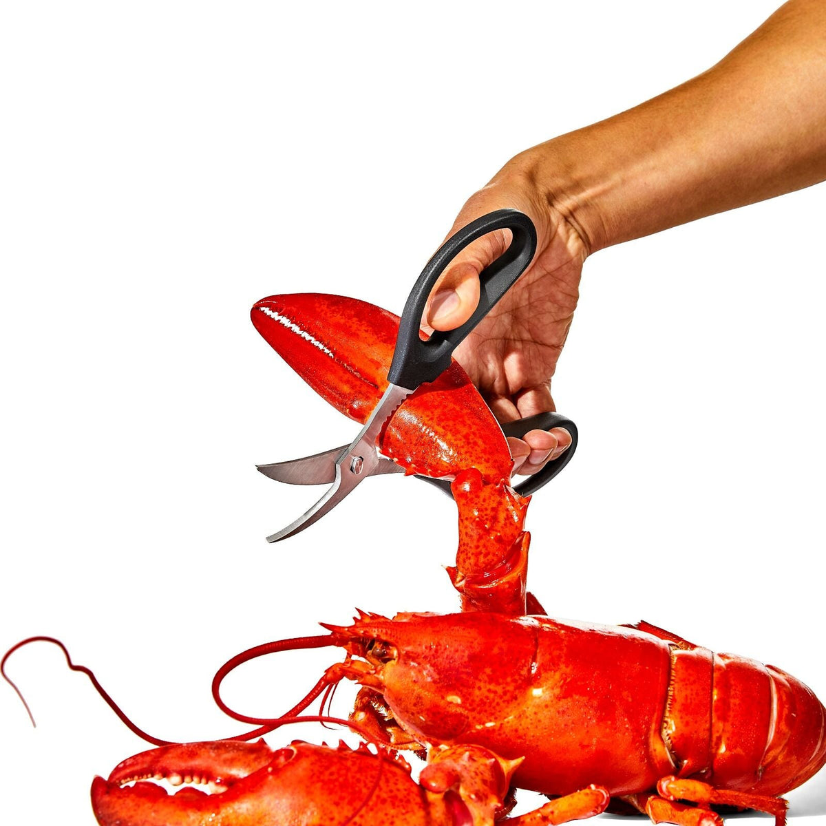 seafood-scissors-b6 gg_11350600_seafoodscissors_03_p.jpg